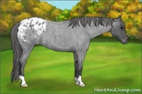 Horse Color:Blue Roan Varnish