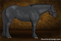 Horse Color:Black 