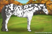 Horse Color:Smoky Black Sabino Near Leopard Rabicano 