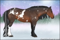 Horse Color:White Spotted Brown 