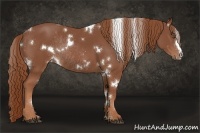 Horse Color:White Spotted Chestnut Rabicano 