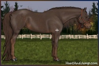 Horse Color:Liver Chestnut Sabino 