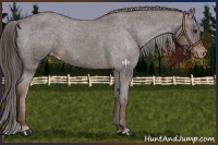 Horse Color:Liver Chestnut Appaloosa 