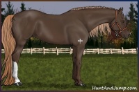 Horse Color:Liver Chestnut 