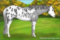 Horse Color:Blue Roan Splash Appaloosa 