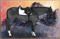 Horse Color:Black 