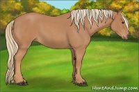 Horse Color:Red Roan