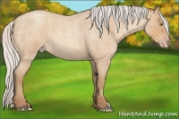 Horse Color:Silver Amber Champagne Roan 