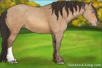 Horse Color:Amber Champagne