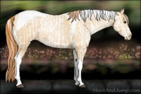 Horse Color:Black Pearl Appaloosa  and Classic Champagne Pearl Tobiano 