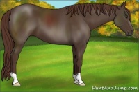Horse Color:Liver Chestnut 