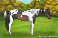 Horse Color:Buckskin Tobiano Varnish  and Buckskin Tobiano 