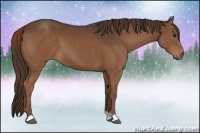 Horse Color:Liver Chestnut