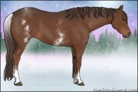 Horse Color:White Spotted Liver Chestnut 