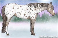 Horse Color:Liver Chestnut Appaloosa 