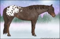 Horse Color:Liver Chestnut Appaloosa 