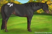 Horse Color:Liver Chestnut Appaloosa Rabicano