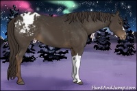 Horse Color:Liver Chestnut Varnish 