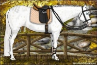 Horse Color:Cremello Roan Leopard 