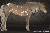 Horse Color:White Spotted Chocolate Palomino