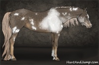 Horse Color:White Spotted Chocolate Palomino Sabino