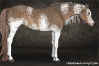 Horse Color:White Spotted Chocolate Palomino Rabicano