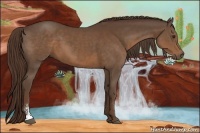 Horse Color:Liver Chestnut Sabino 