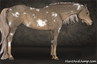 Horse Color:White Spotted Chocolate Palomino