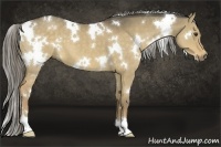 Horse Color:White Spotted Chocolate Palomino Dun 
