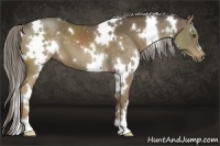 Horse Color:White Spotted Chocolate Palomino 