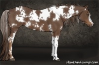 Horse Color:White Spotted Liver Chestnut 