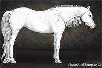 Horse Color:Silver Black Sabino Splash