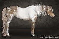 Horse Color:White Spotted Chocolate Palomino Sabino 