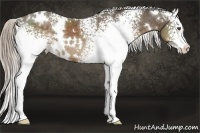 Horse Color:White Spotted Chocolate Palomino