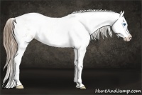 Horse Color:Liver Chestnut Pearl Sabino Splash 