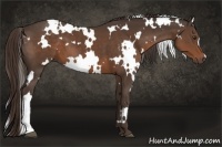 Horse Color:White Spotted Liver Chestnut
