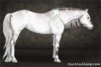 Horse Color:White Spotted Chocolate Silver Bay Chinchilla Onyx Brindle 