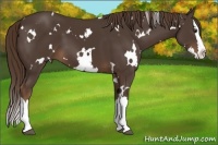 Horse Color:White Spotted Liver Chestnut Sabino Splash 