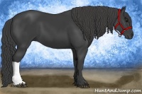 Horse Color:Smoky Black 