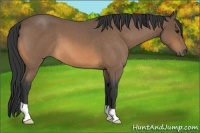 Horse Color:Buckskin Roan 