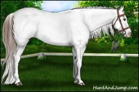 Horse Color:Chestnut Appaloosa 