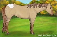 Horse Color:Red Dun Varnish Brindle 
