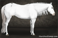 Horse Color:White Spotted Brown Appaloosa 