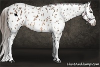 Horse Color:White Spotted Buckskin Leopard 