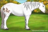 Horse Color:White Spotted Liver Chestnut Appaloosa 