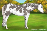 Horse Color:White Spotted Silver Blue Roan Splash