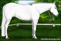 Horse Color:Gray Palomino  and Chestnut Blanket 