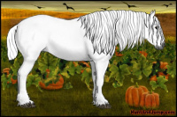 Horse Color:Gray Black 