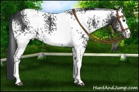 Horse Color:White Spotted Black