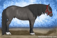 Horse Color:Black Rabicano